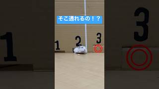 こりゃ脱走するわけだ… #ハムスター #hamsters #癒し