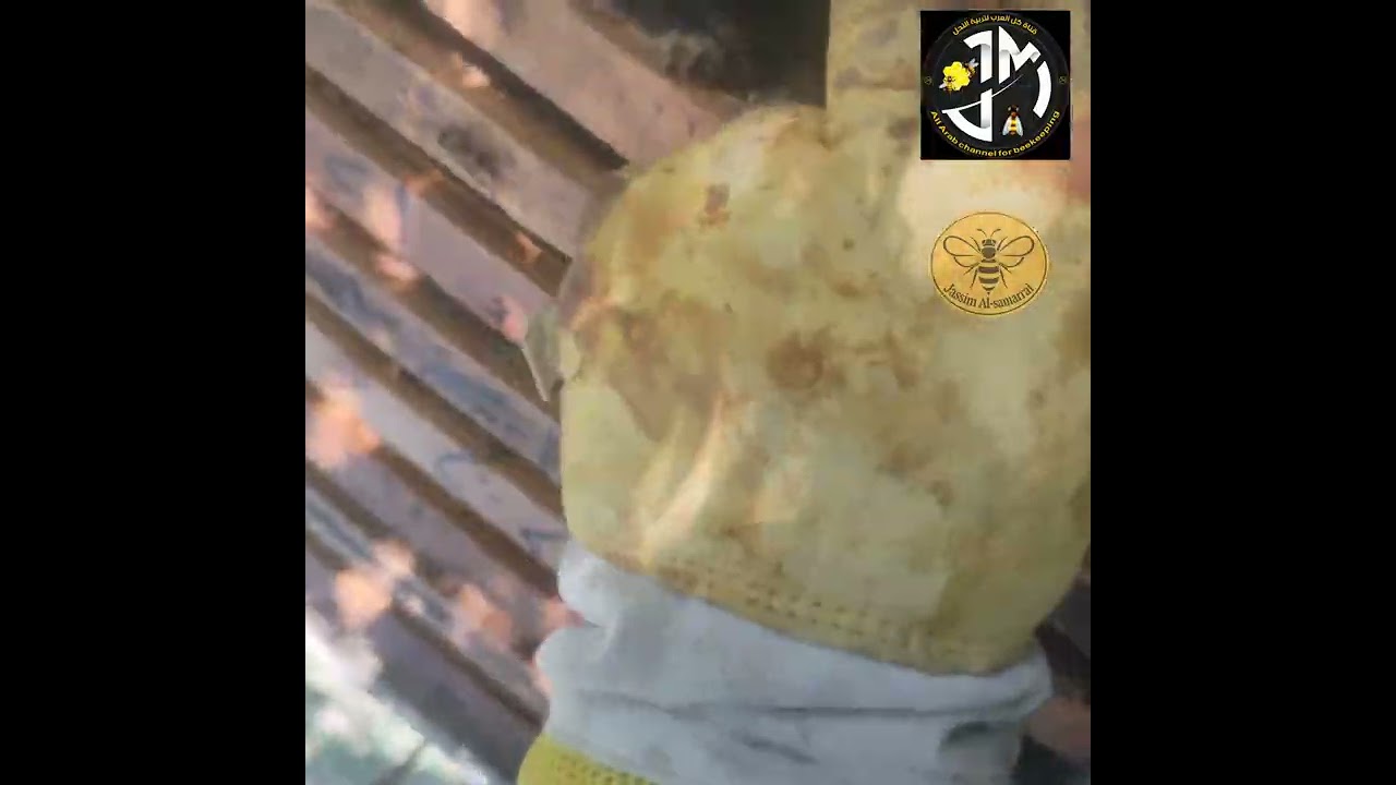 خلايا النحل ومتابعتها خلال شهر 8