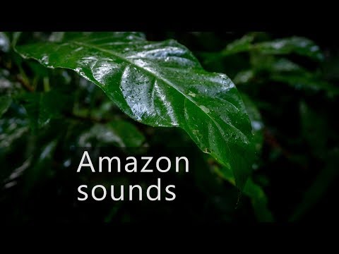 Jungle sounds - Rainy morning in the Amazon rainforest