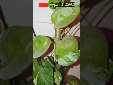 #Indoor Money Plant Decoration Ideas | #Best Indoor Plant | #shorts
