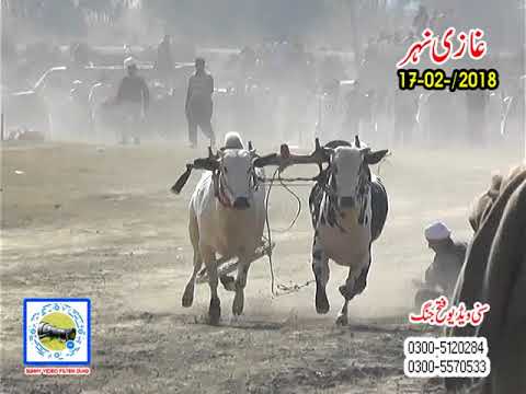 Bull Race In Pakistan Sunny Video Fateh Jang   17 02 2018