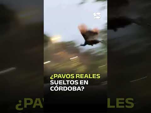 🦚 ¿Pavos sueltos en el Parque Sarmiento?