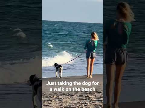 Just taking the dog for a walk on the beach ￼