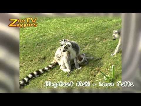 ZooZappers -  Ringstaartmaki's - Lemur Catta #02