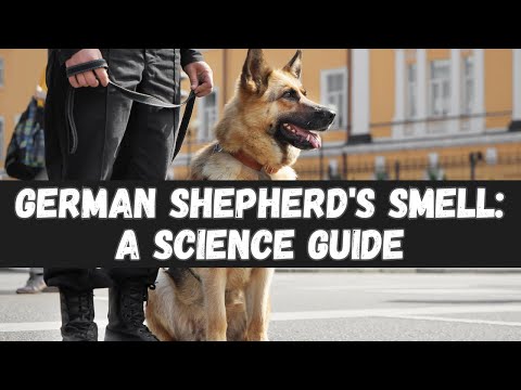 The Science Behind the German Shepherd's Sense of Smell