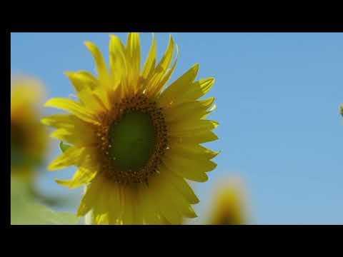 Opwekking 392 Mijn Jezus, ik hou van U 1B