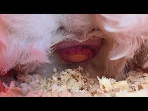 Mesmerizing Moment: Hen Laying Egg Up Close!