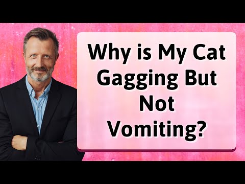 Why is My Cat Gagging But Not Vomiting?