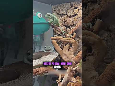 거대해진 개구리, 지금은 유튜브 스타 🐸🌟