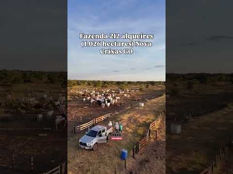 Fazenda de 212 alqueires ( 1.026 hectares) Nova Crixas-GO - ogística 35 km da GO-164