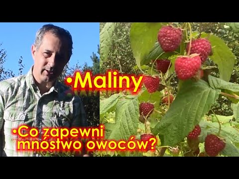 Raspberries - do this to have lots of tasty fruit. Raspberry care, fertilization, and pruning.