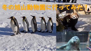 冬の旭山動物園に行ってみた