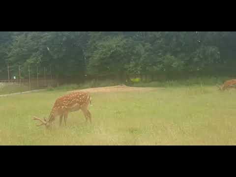 Deer Eating Videoreference