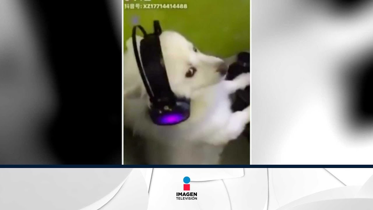 Cachan a perro viendo videos de perros teniendo relaciones | Qué Importa