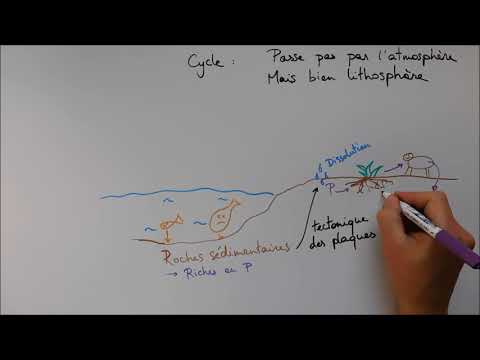 Cycles biogéochimiques - Cycle du phosphore