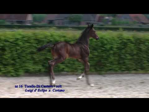 nr 16 Torello di Cantero stallion by Luigi D Eclipse x Conello