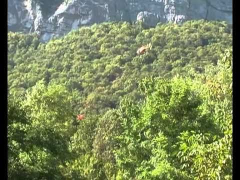 crash coupe icare 2010 planeur archeopteryx