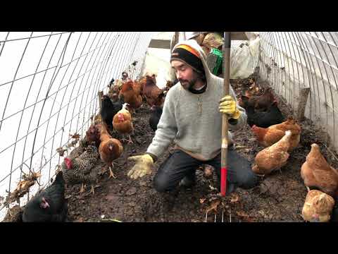 Chicken Compost - Always Evolving