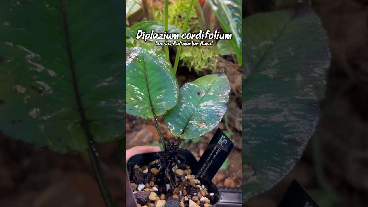 Choose Your Ferns!!! 今回は海外産の素敵なシダ植物たち🌿 #terrarium #ビバリウム #テラリウム #fern #熱帯植物