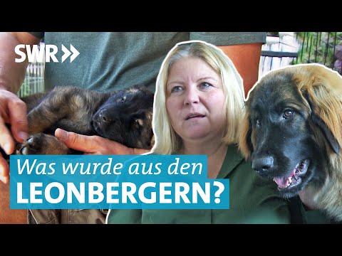 Vom Welpe zum 50 Kilo Hund - Wie geht's den Leonberger Hunden aus Leonberg?