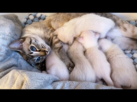 Purring Mother Cat enjoys her motherhood | Thai kittens | Traditional Siamese kittens