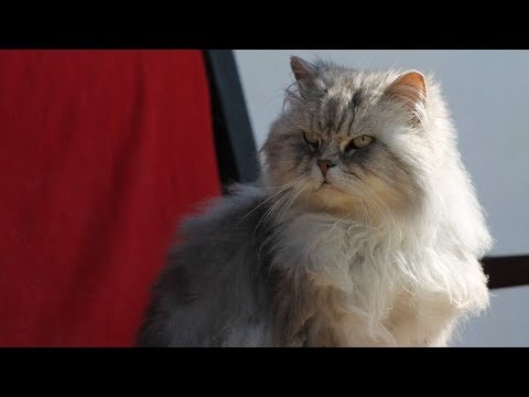 How to Raise Angora Cats - Taking Care of Cats
