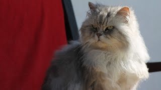 How to Raise Angora Cats - Taking Care of Cats