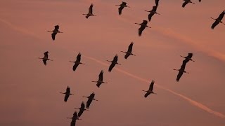 &quot;Kraniche&quot;   Herman van Veen