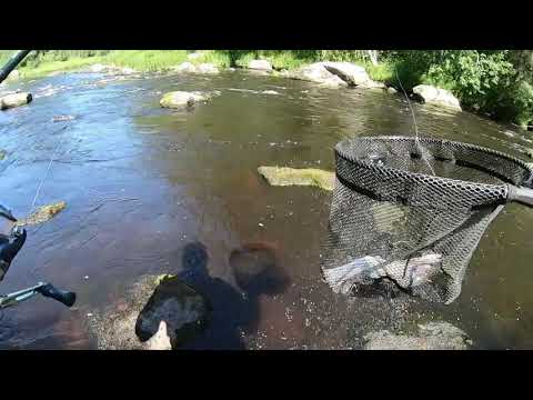 Markus Kalassa - Jokikalastus 2021 Kirjolohi 2.7