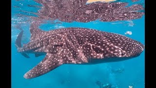 Videogallery – Philippines Novembre 2018