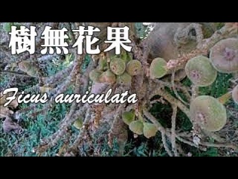 榕樹 無花果
