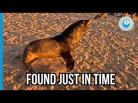 Plastic Victims Found Among Thousands of Seals