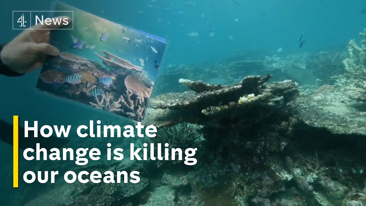 Underwater photographer chronicles devastating effect of climate change effect on oceans