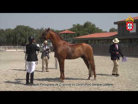 220716 10 Lucky Aprovação de Garanhões