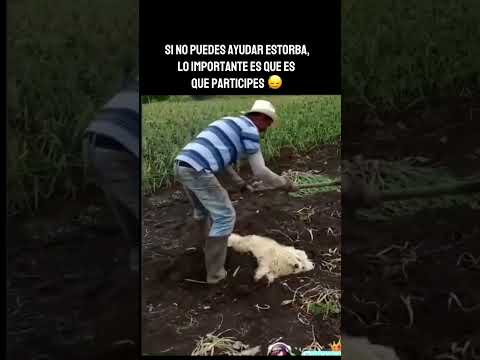 Así crecen los perritos 🐶💖 #shortvideo #shorts #memes #humor #perros #pets  #gatos #funny