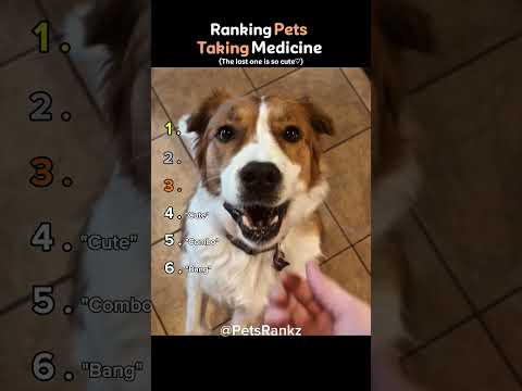 Ranking Pets Taking Medicine 🐶💉 (You Won’t Believe No.1) #shorts