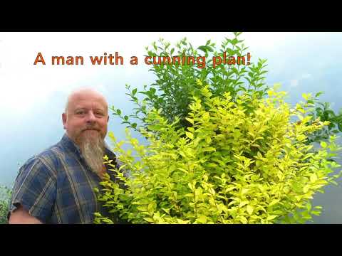 Graham Potter's Lost The Plot - Privet Bonsai Creation.