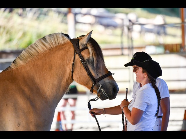 Hongre - Fjord - 4 ans - Polyvalent - France
