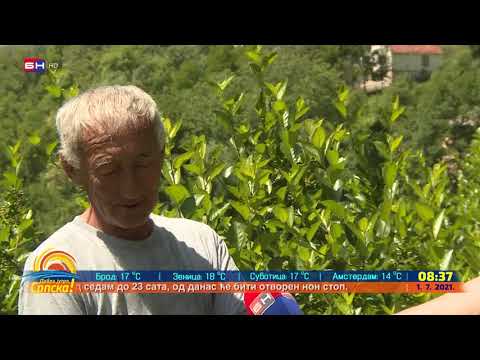 Miloš Janjić, proizvođač aronije - Čajniče (BN TV 2021) HD