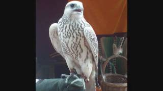 Merril Bainbridge - Hello