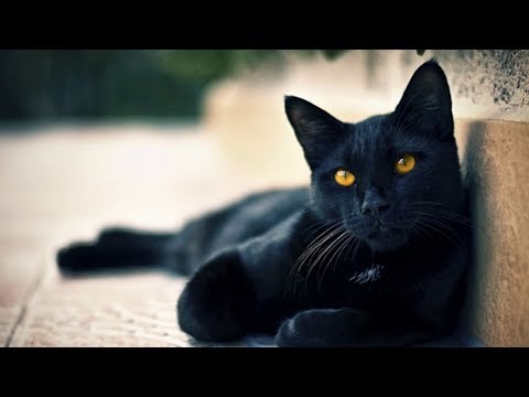 Black Cats Aren't Really Bad Luck