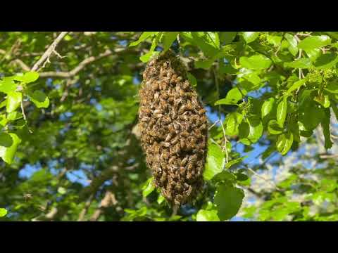 Honey Bees Congregate in Tree in Monroe...