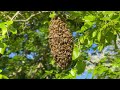 Honey Bees Congregate in Tree in Monroe Township, NJ