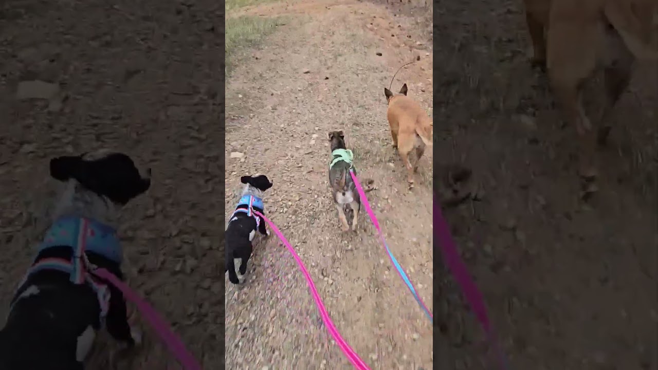 Enlarge Lucy, a Adopted mixed breed in Evergreen, CO video 2/6