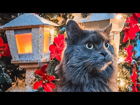 Weihnachtsspecial von Apollo und Cosmo 