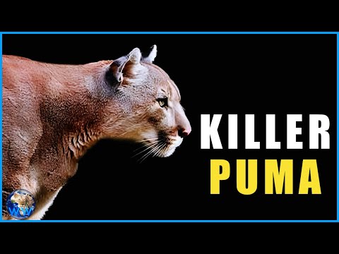 When Mountain Lions Hunt Humans