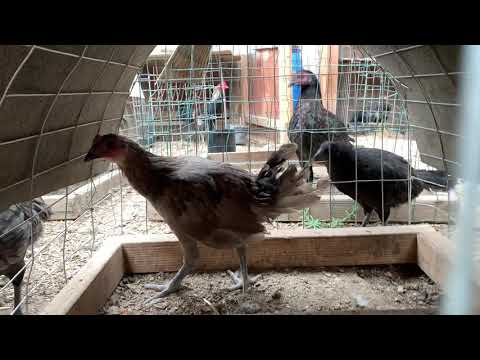 2020....Chocolate 🍫 Henny Stag