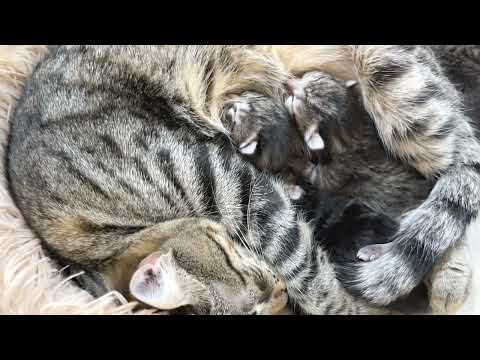 When mother cat who loves her kittens and won't let them go suddenly disappears, they become a lump