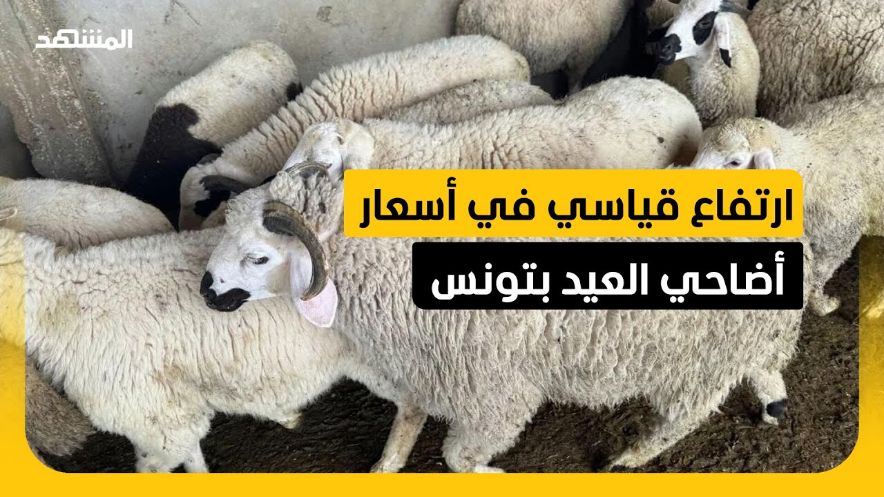 مربو الأغنام يشتكون من ارتفاع كلفة الإنتاج