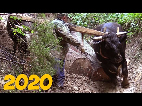 FURMANSKA MOBA ROMANIJA !!!